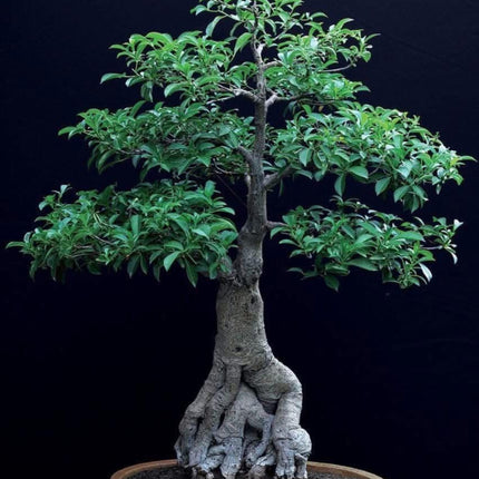 Nasiona Baobabu Afrykańskiego - Adansonia Digitata