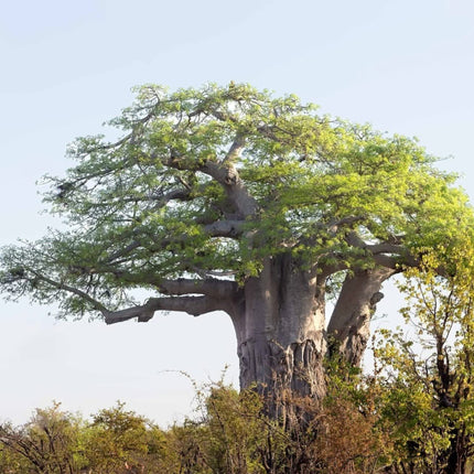 Nasiona Baobabu Afrykańskiego - Adansonia Digitata
