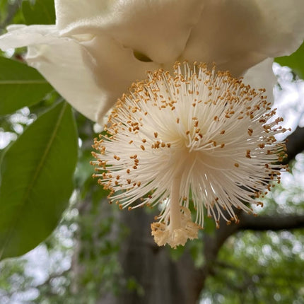 Nasiona Baobabu Afrykańskiego - Adansonia Digitata