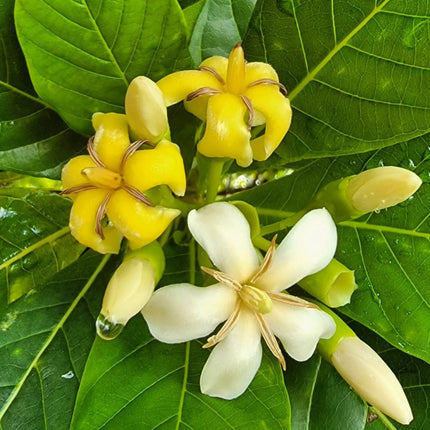Nasiona Huito - Genipa Americana