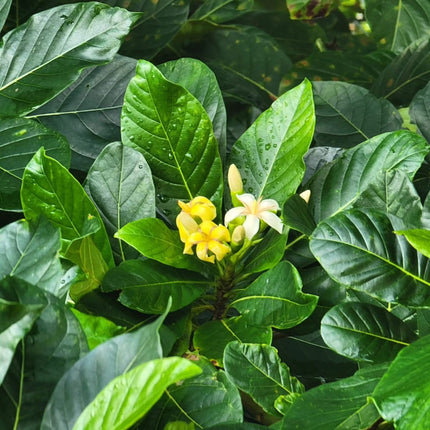Nasiona Huito - Genipa Americana
