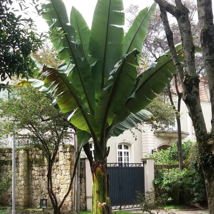 Nasiona Bananowca Abisyńskiego - Ensete Ventricosum