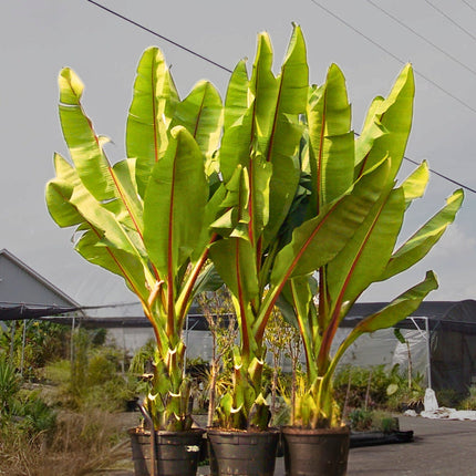 Nasiona Bananowca Abisyńskiego - Ensete Ventricosum