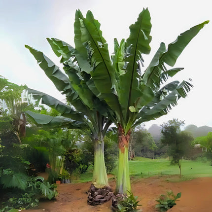 Nasiona Bananowca Abisyńskiego - Ensete Ventricosum