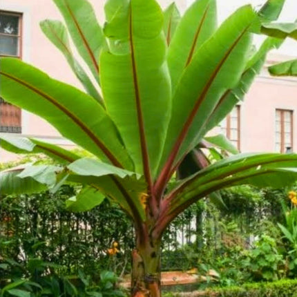 Nasiona Bananowca Abisyńskiego - Ensete Ventricosum