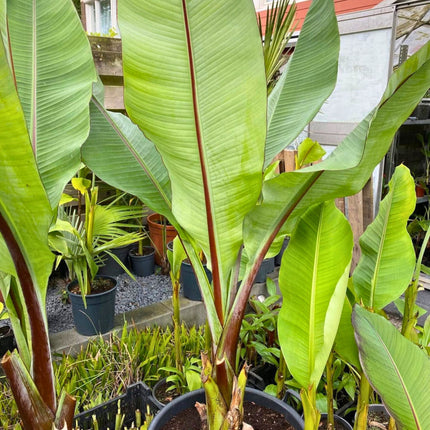 Nasiona Bananowca Abisyńskiego - Ensete Ventricosum