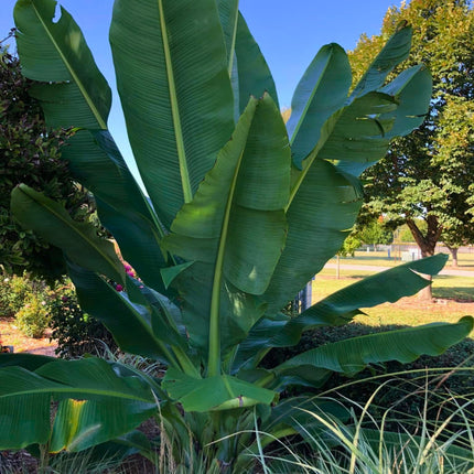 Nasiona Bananowca Abisyńskiego - Ensete Ventricosum