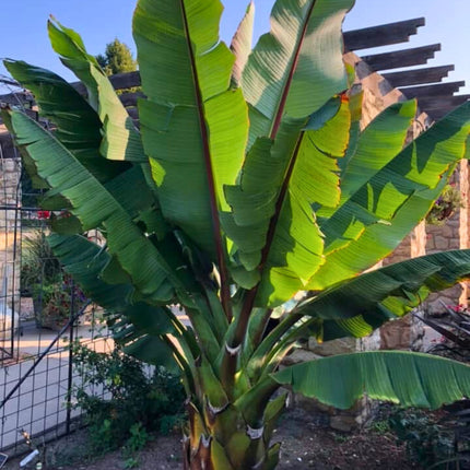 Nasiona Bananowca Abisyńskiego - Ensete Ventricosum