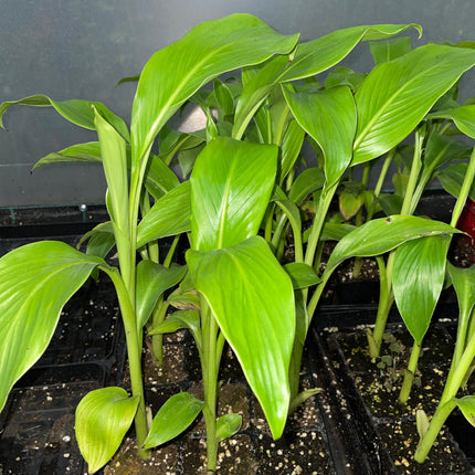 Nasiona Bananowca Abisyńskiego - Ensete Ventricosum