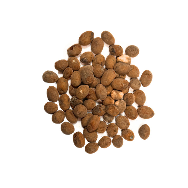 Nasiona Liwistonii Chińskiej - Livistona Chinensis