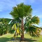 Nasiona Liwistonii Chińskiej (Livistona chinensis)