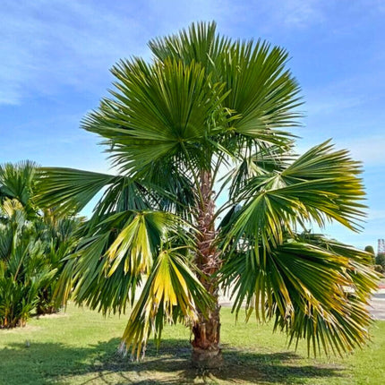 Nasiona Liwistonii Chińskiej - Livistona Chinensis