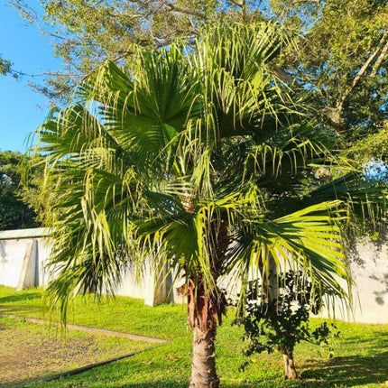 Nasiona Liwistonii Chińskiej - Livistona Chinensis