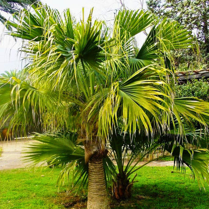 Nasiona Liwistonii Chińskiej - Livistona Chinensis