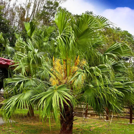 Nasiona Liwistonii Chińskiej - Livistona Chinensis