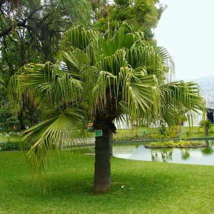 Nasiona Liwistonii Chińskiej - Livistona Chinensis