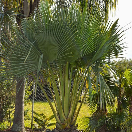 Nasiona Kopernicji Olbrzymiej - Copernicia Gigas