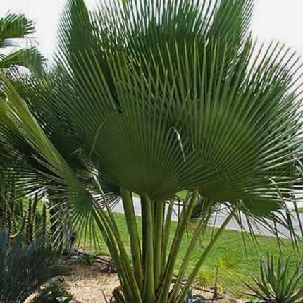 Nasiona Kopernicji Olbrzymiej - Copernicia Gigas