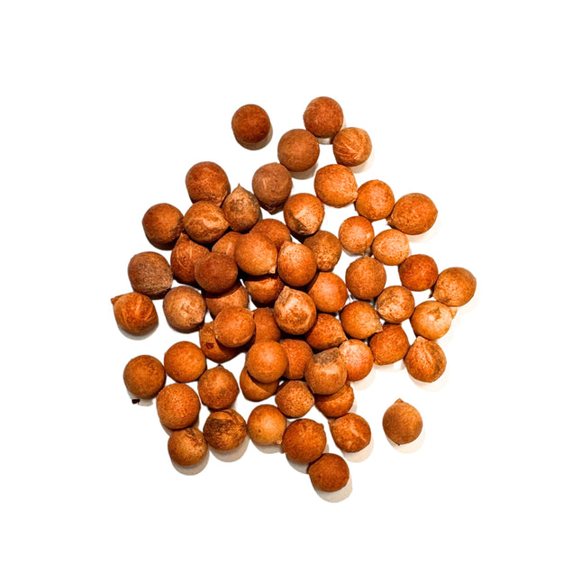 Nasiona Kopernicji Olbrzymiej - Copernicia Gigas