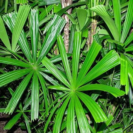Nasiona Palmy Bagiennej - Licuala Paludosa