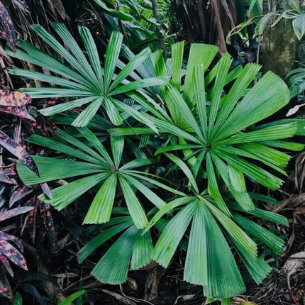 Nasiona Palmy Bagiennej - Licuala Paludosa