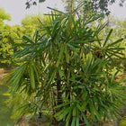 Nasiona Palmy Bagiennej (Licuala paludosa)