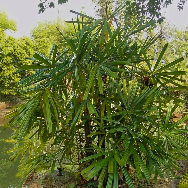 Nasiona Palmy Bagiennej - Licuala Paludosa