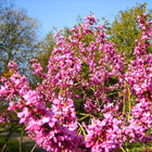 Nasiona Judaszowca Chińskiego (Cercis chinensis)