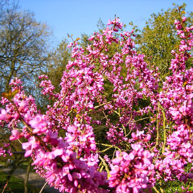Nasiona Judaszowca Chińskiego - Cercis Chinensis