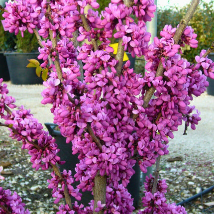 Nasiona Judaszowca Chińskiego - Cercis Chinensis