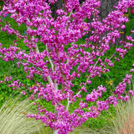 Nasiona Judaszowca Chińskiego - Cercis Chinensis