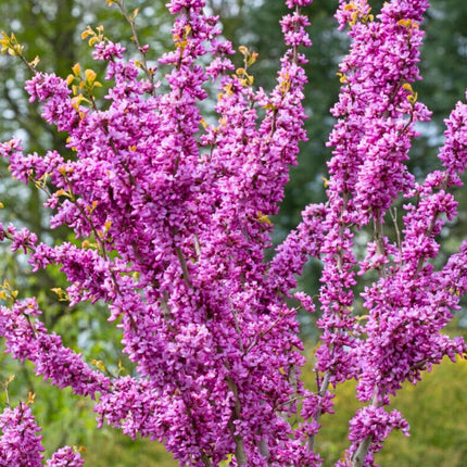 Nasiona Judaszowca Chińskiego - Cercis Chinensis
