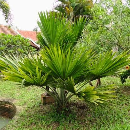 Nasiona Kopernicji Yarey - Copernicia Berteroana