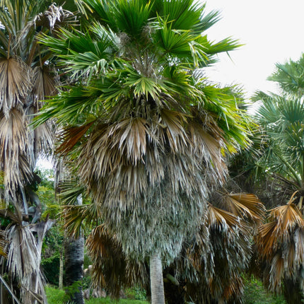Nasiona Kopernicji Yarey - Copernicia Berteroana