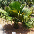 Nasiona Kopernicji Yarey (Copernicia berteroana)