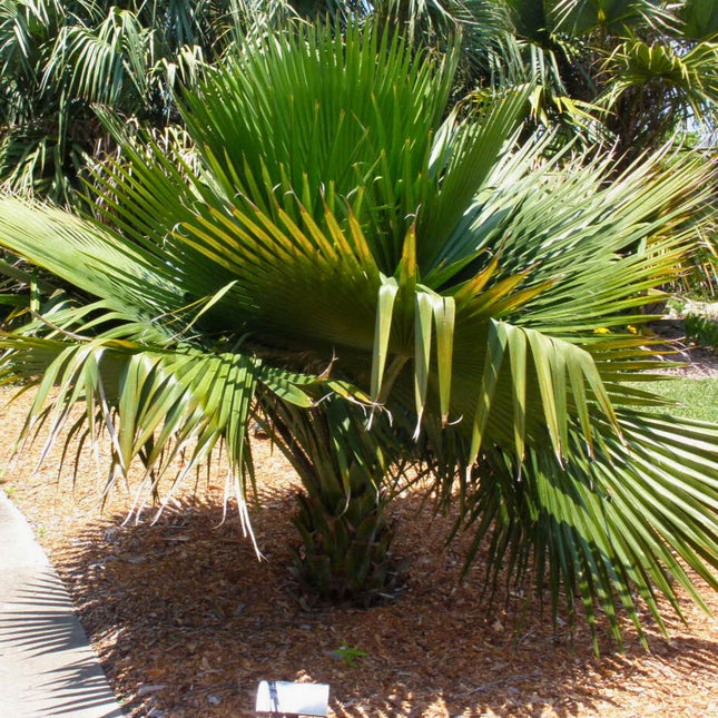 Nasiona Kopernicji Yarey - Copernicia Berteroana
