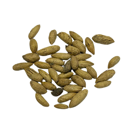 Nasiona Palmy Pembańskiej - Dypsis Pembana