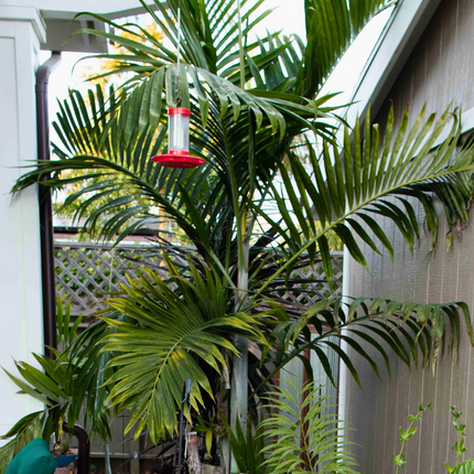 Nasiona Palmy Pembańskiej - Dypsis Pembana