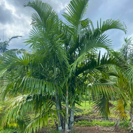 Nasiona Palmy Pembańskiej - Dypsis Pembana