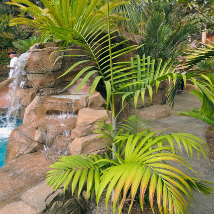 Nasiona Palmy Pembańskiej - Dypsis Pembana
