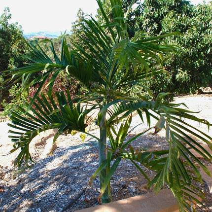 Nasiona Palmy Pembańskiej - Dypsis Pembana