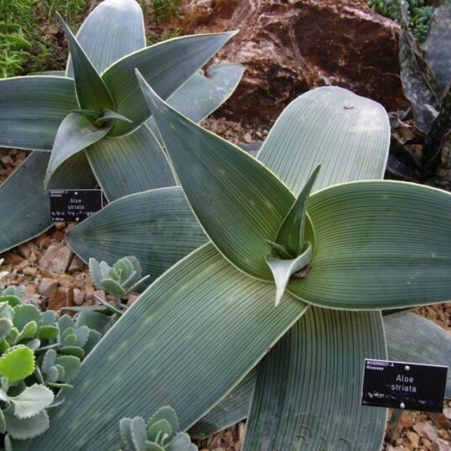 Nasiona Aloesu Prążkowanego - Aloe Striata