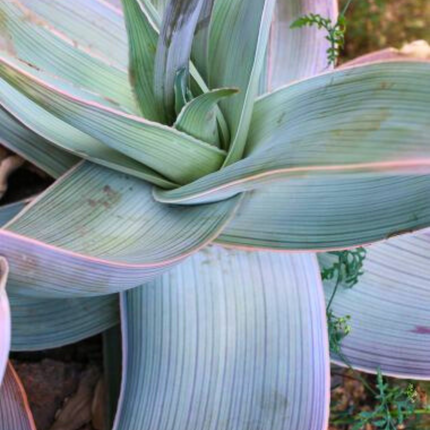 Nasiona Aloesu Prążkowanego - Aloe Striata