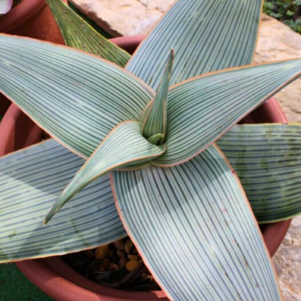 Nasiona Aloesu Prążkowanego - Aloe Striata