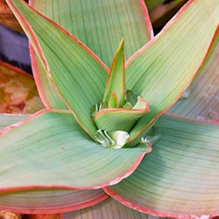 Nasiona Aloesu Prążkowanego - Aloe Striata