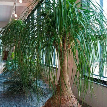 Nasiona Noliny Noga Słonia - Beaucarnea Recurvata