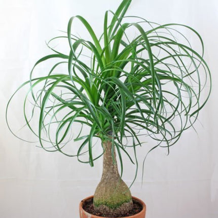 Nasiona Noliny Noga Słonia - Beaucarnea Recurvata