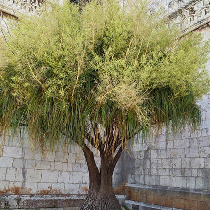 Nasiona Noliny Noga Słonia - Beaucarnea Recurvata