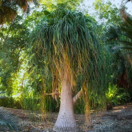 Nasiona Noliny Noga Słonia - Beaucarnea Recurvata