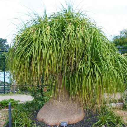 Nasiona Noliny Noga Słonia - Beaucarnea Recurvata